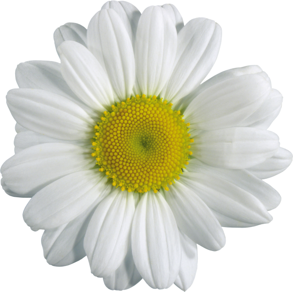 cammomile PNG free Image Download 17