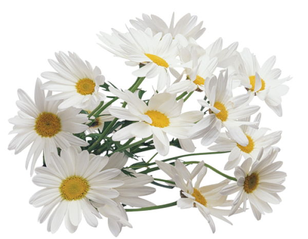 cammomile PNG free Image Download 2