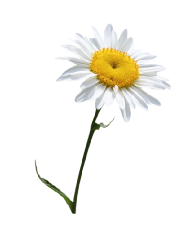cammomile PNG free Image Download 4