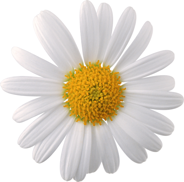 cammomile PNG free Image Download 5