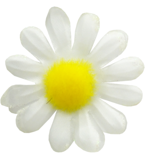 cammomile PNG free Image Download 6