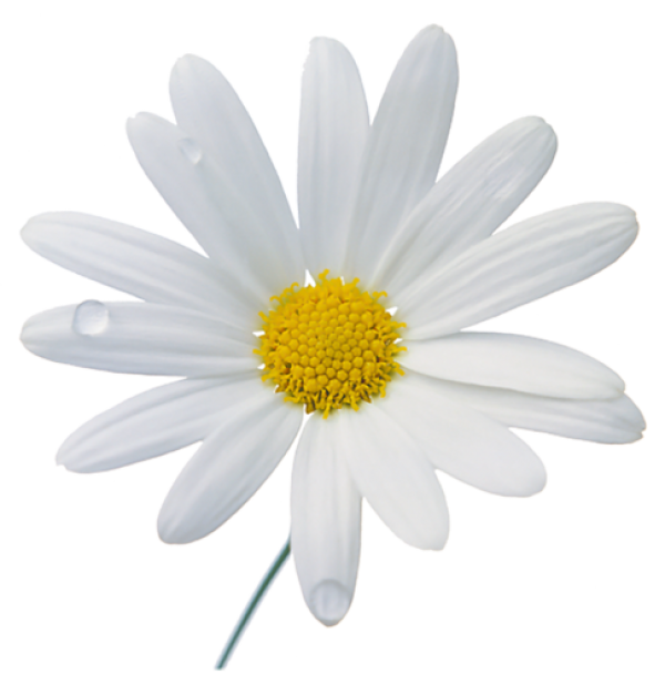 cammomile PNG free Image Download 7