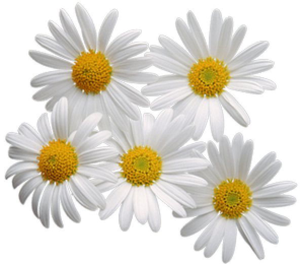 cammomile PNG free Image Download 8