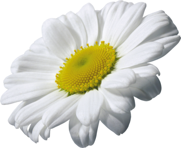 cammomile PNG free Image Download 9