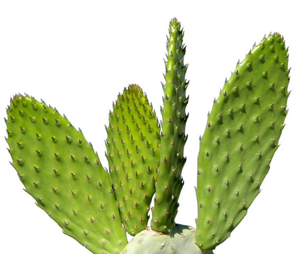 castus PNG free Image Download 1