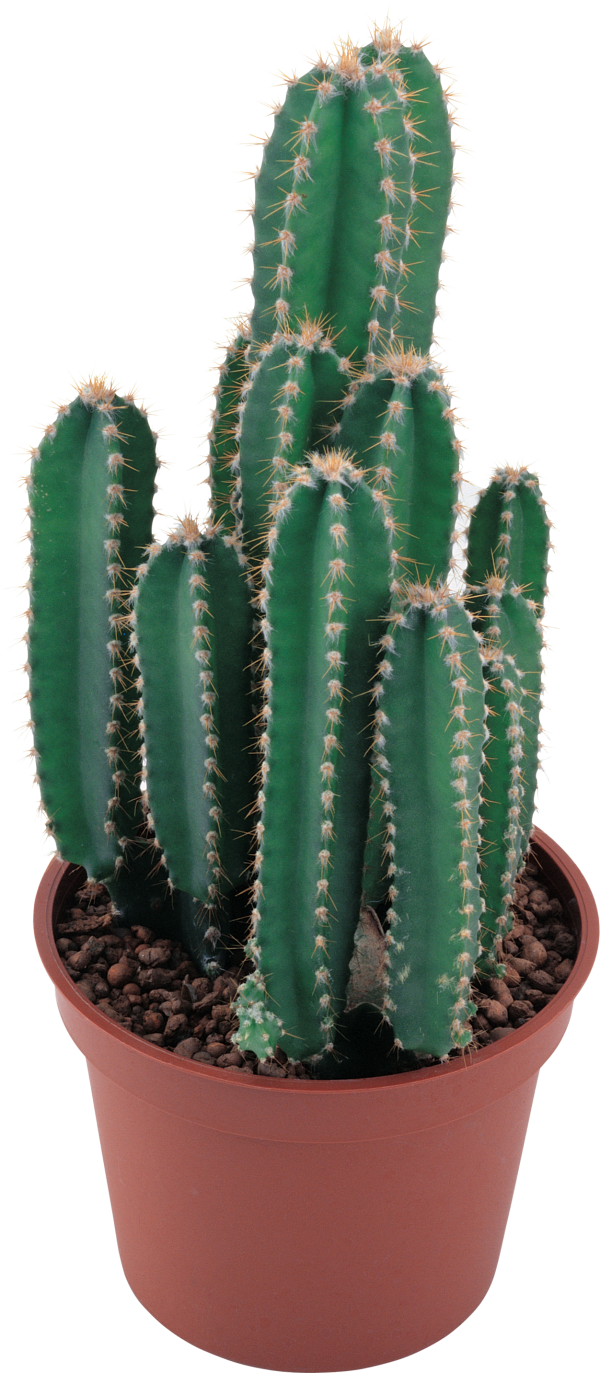 castus PNG free Image Download 3