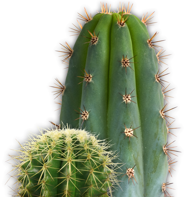 castus PNG free Image Download 4