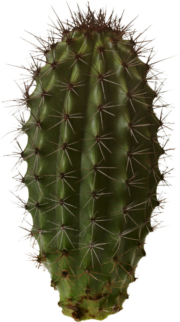 castus PNG free Image Download 5