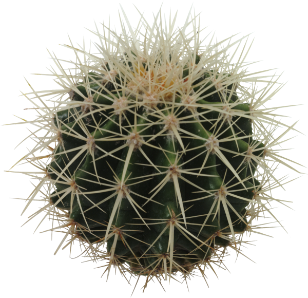 castus PNG free Image Download 6