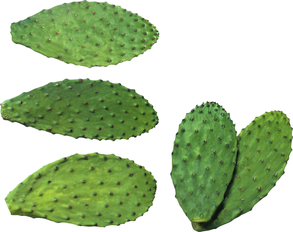 castus PNG free Image Download 7