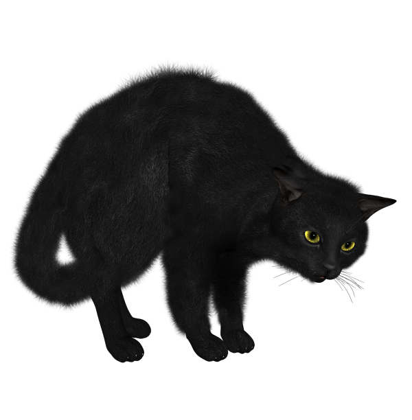 Cat Afraid Png