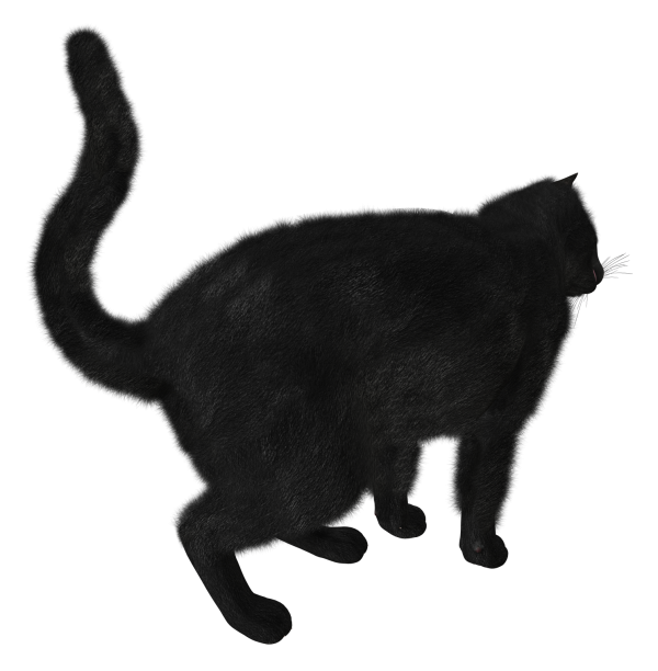 Cat Back Side Png