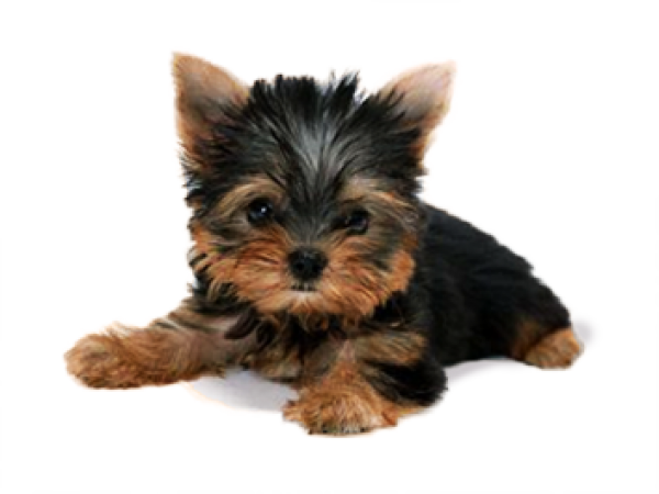 Cat Dog Png