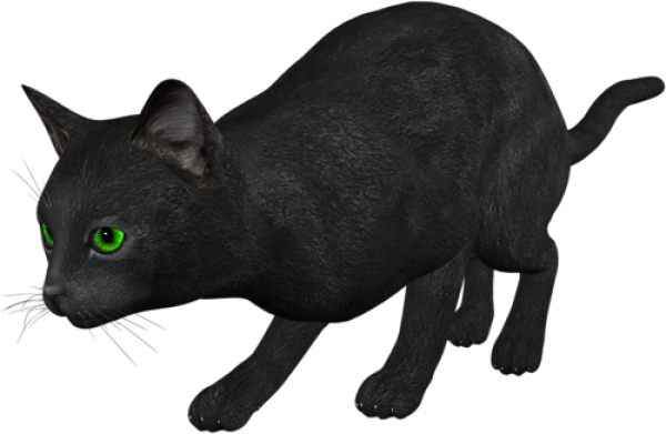 Cat Hunting Png