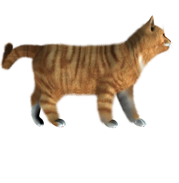 Cat Logo Png
