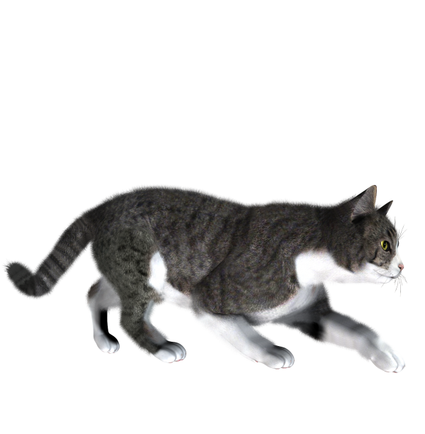 Cat Looking For Meal png