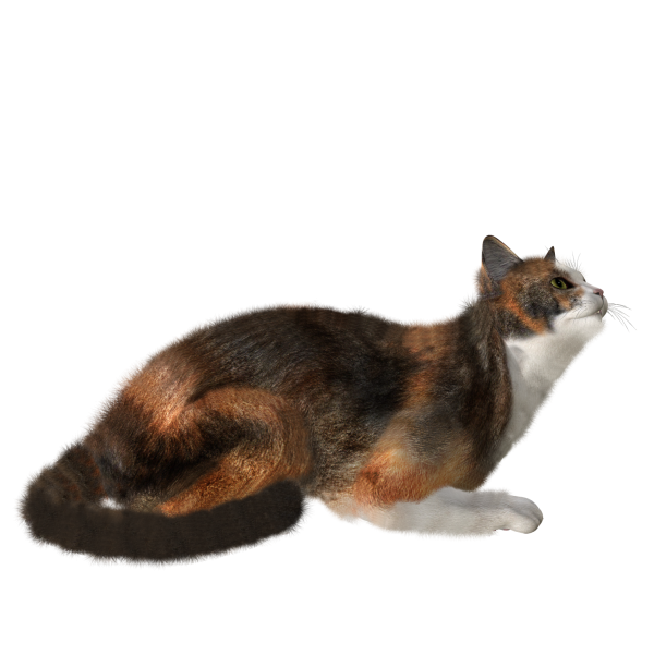 Cat Png Looking for Food