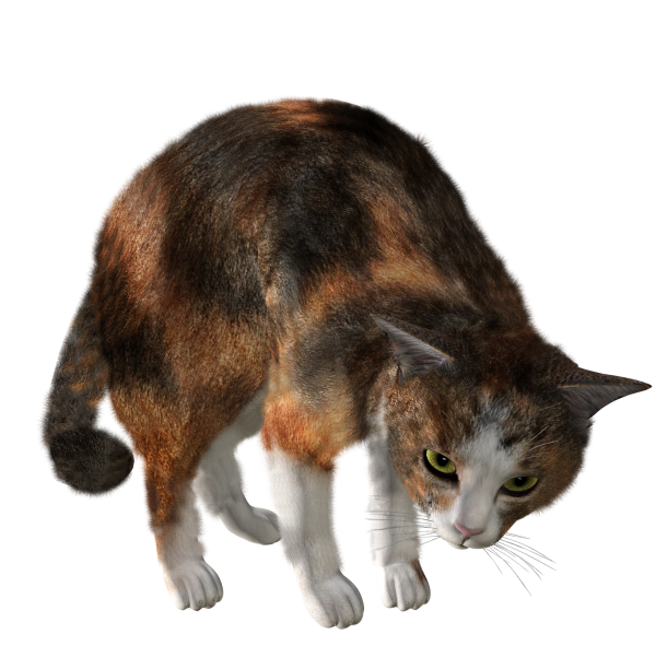 Cat PngLooking Back
