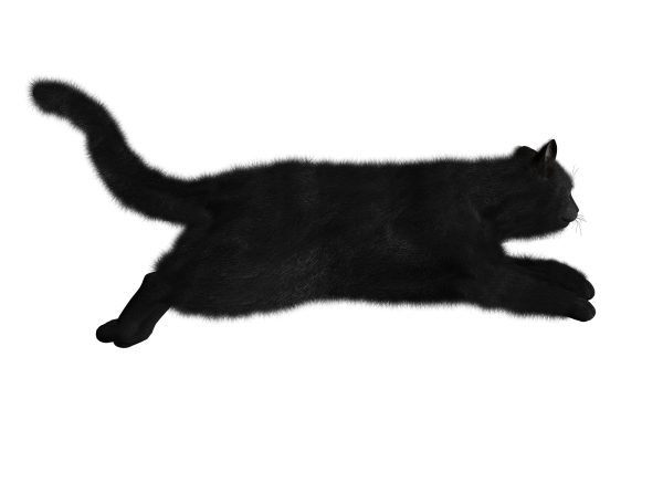 Cat Running Png