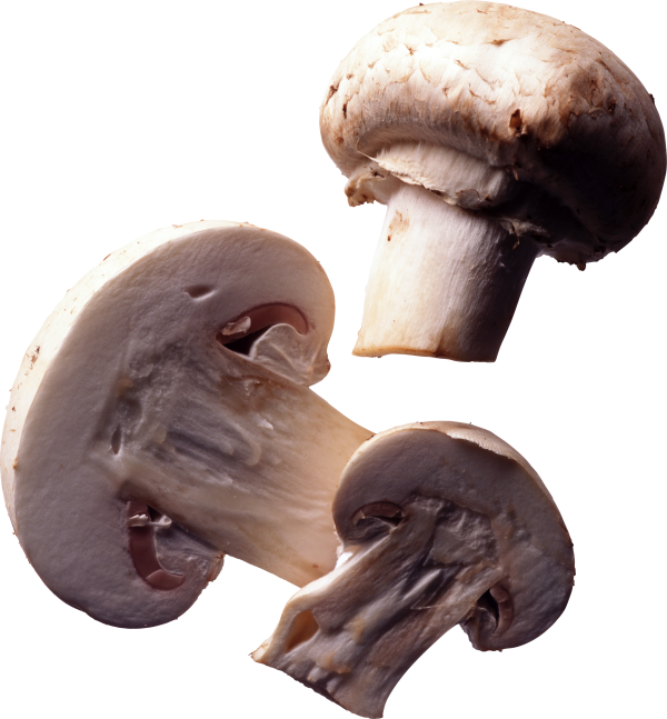 center cutted mushroom free download png