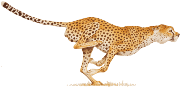 Cheetah Fast Running Png
