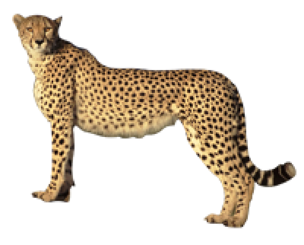 Cheetah for logo png