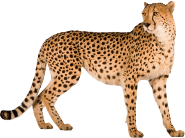 Cheetah For Web Png