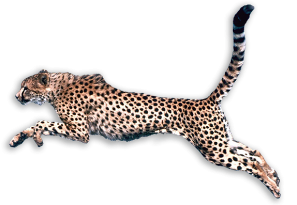 Cheetah Hunting Png