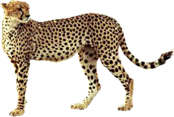 Cheetah Looking for Food