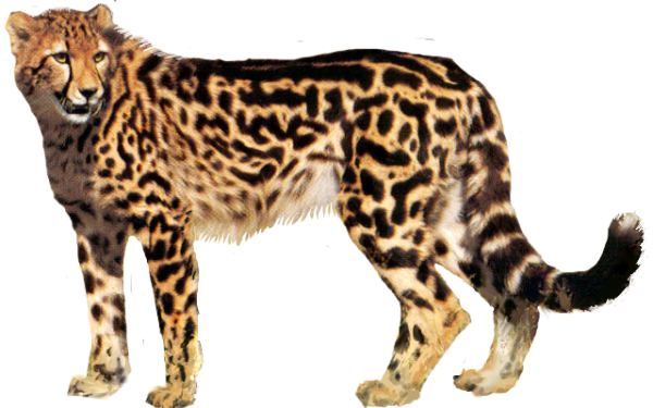 Cheetah Png For Web
