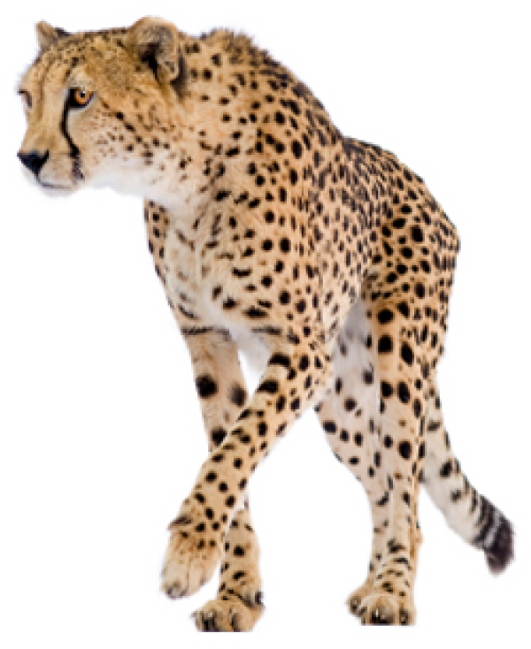 Cheetah Png Free Download