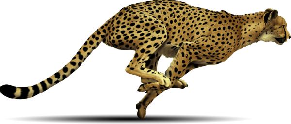 Cheetah Png HD