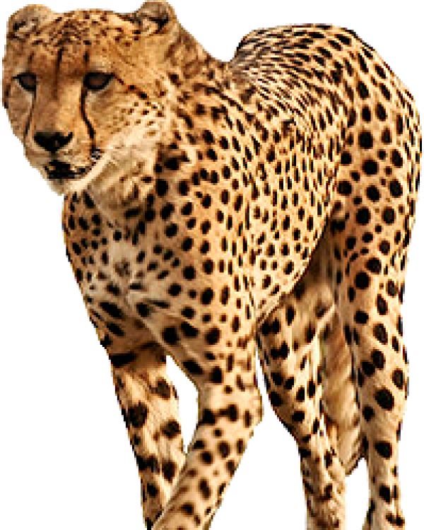 Cheetah Png Icon