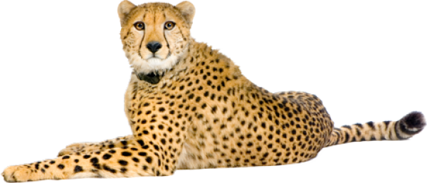 Cheetah Png In Angry Mood