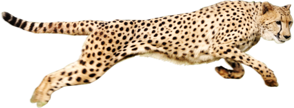 Cheetah Png Running