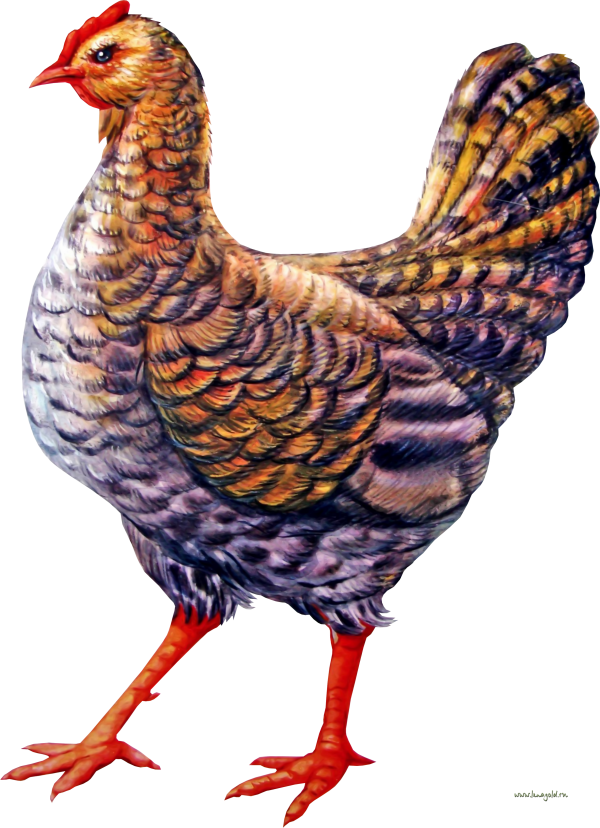 Chicken Clipart
