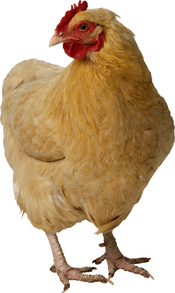 Chicken for Printing Png