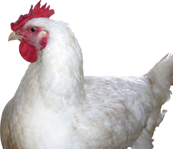 Chicken Head Png