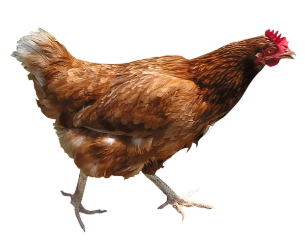Chicken Looking Png