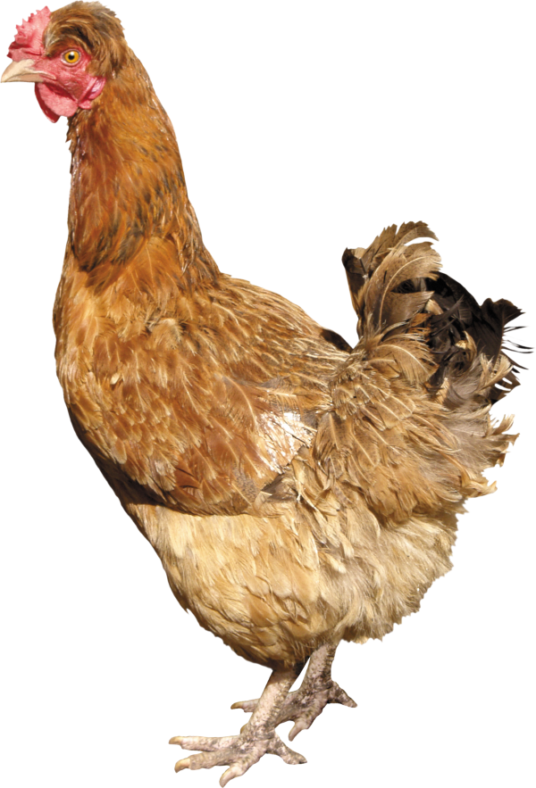Chicken Png Big