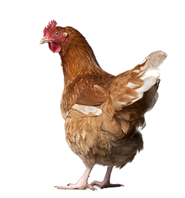 Chicken Png Icon