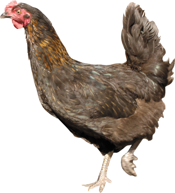 Chicken Png Website