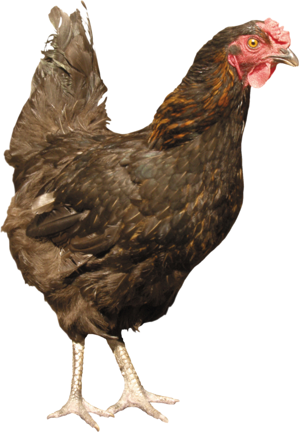 Chicken Png