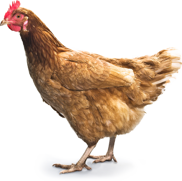 Chicken Side Png