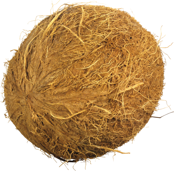 coconut png free download 16