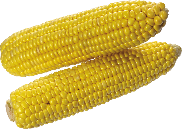 corn png free download 11