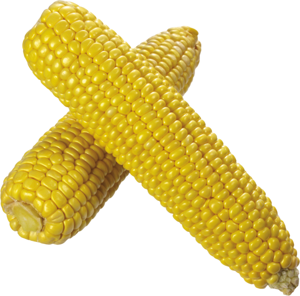corn png free download 13