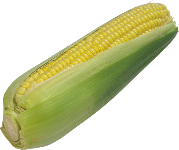 corn png free download 19