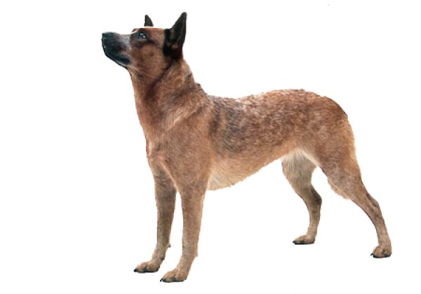 Country Dog Png