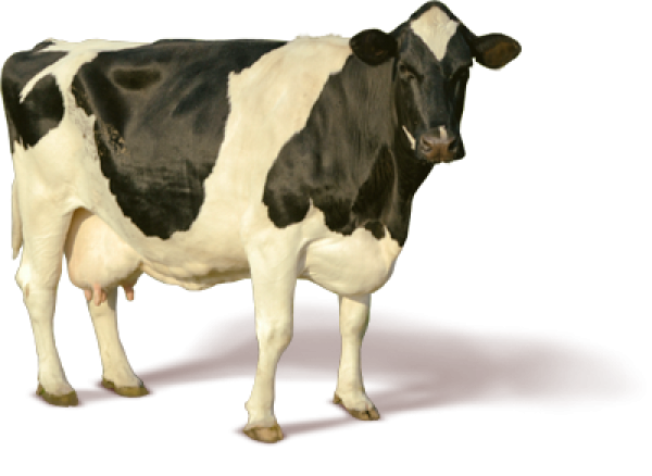 Cow Looking Png